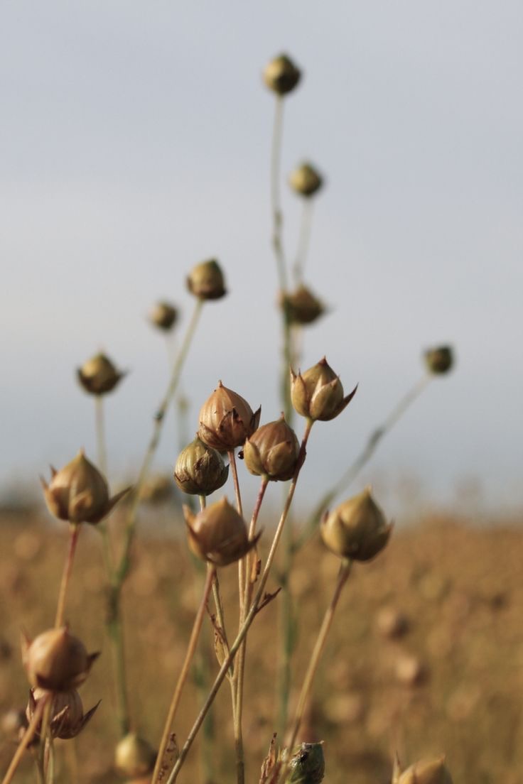 Starts with flax